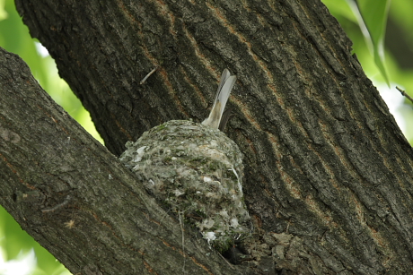A madarak itt is elkápráztattak bennünket, többek között az az erdei pinty pár is, melynek fészkét közvetlenül a fejünk felett fedeztük fel (Fotók: Orbán Zoltán).