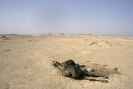 ... valamint a sivatagok (Líbiai-sivatag) táplálékszegény területek, ahol gyakran még pihenőhelyet sem találhatnak az énekesmadarak.