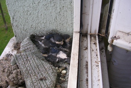 A leszakadt fészek ideiglenes pótlását ebben az esetben egy ronggyal  helyettesítette a madárvédő (Fotó: Tóth Erzsébet).