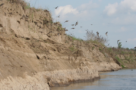 Az általában alacsony kora nyári-nyári vízállás mellett a partifecskék akár 3-4 m magas szakadó partfalakban költhetnek a Tiszán; a  legnagyobb telepen akár 5-7 ezer madárpár is.