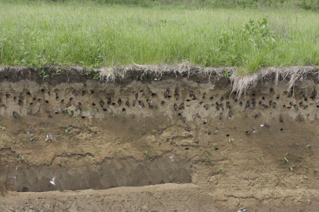 ... partifecske állomány fészkeinek jelentős részét megsemmisítheti a költőüregek elárasztásával vagy a falak leomlasztásával (Fotó: Orbán Zoltán).